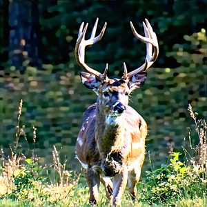 Nature Etching: Deer In Natural Habitat With Deer Large