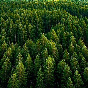 Nature Tilt-shift Photography: Aerial View Of Forest Canopy With Lush Green