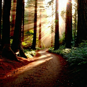 Nature Advertising Photography: Path Through Redwood Forest With Pathway Surrounded