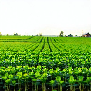 Agricultural Technology In Field Deployment With Large, Lush