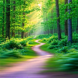 Nature Stock Photography: Path Through Dense Forest With Image, Pathway