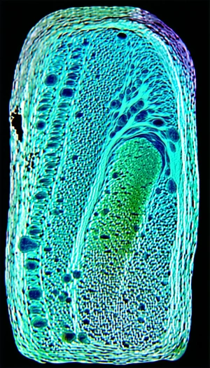 A Close-up Of A Piece Of Wood Shows Its Intricate Structure