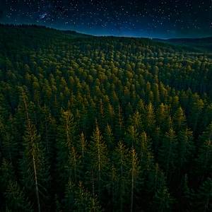Nature Aerial Photography: Forest scene during night