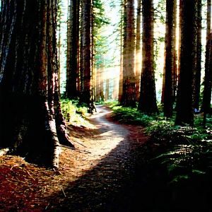 Nature Product Photography: Path Through Redwood Forest With Serene Forest