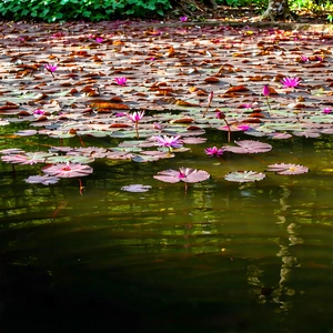 Nature Tilt-shift Photography: Tranquil Pond Surrounded By Lush Vegetation With Serene Pond