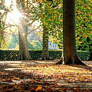 Nature Drone Photography: Autumn Leaves In Sunlit Clearing With Image, There