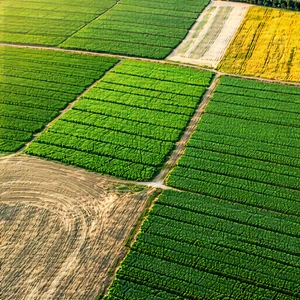 Nature 3D Render: Aerial view of agricultural fields