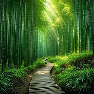 Nature Aerial Photography: Path through bamboo grove
