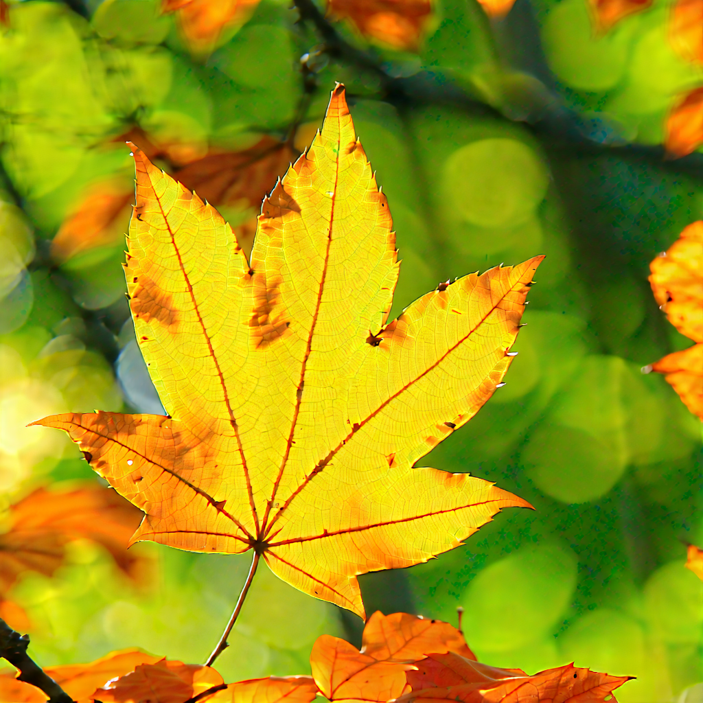 Nature Aerial Photography: Autumn Leaves In Natural Setting With Large, Bright