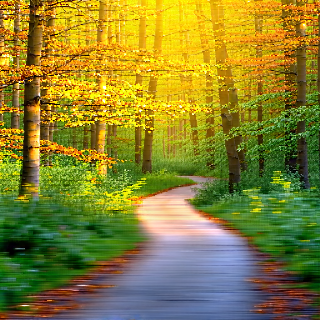 Nature Minimalist Design: Path Through Autumn Woodland With Beautiful Forest