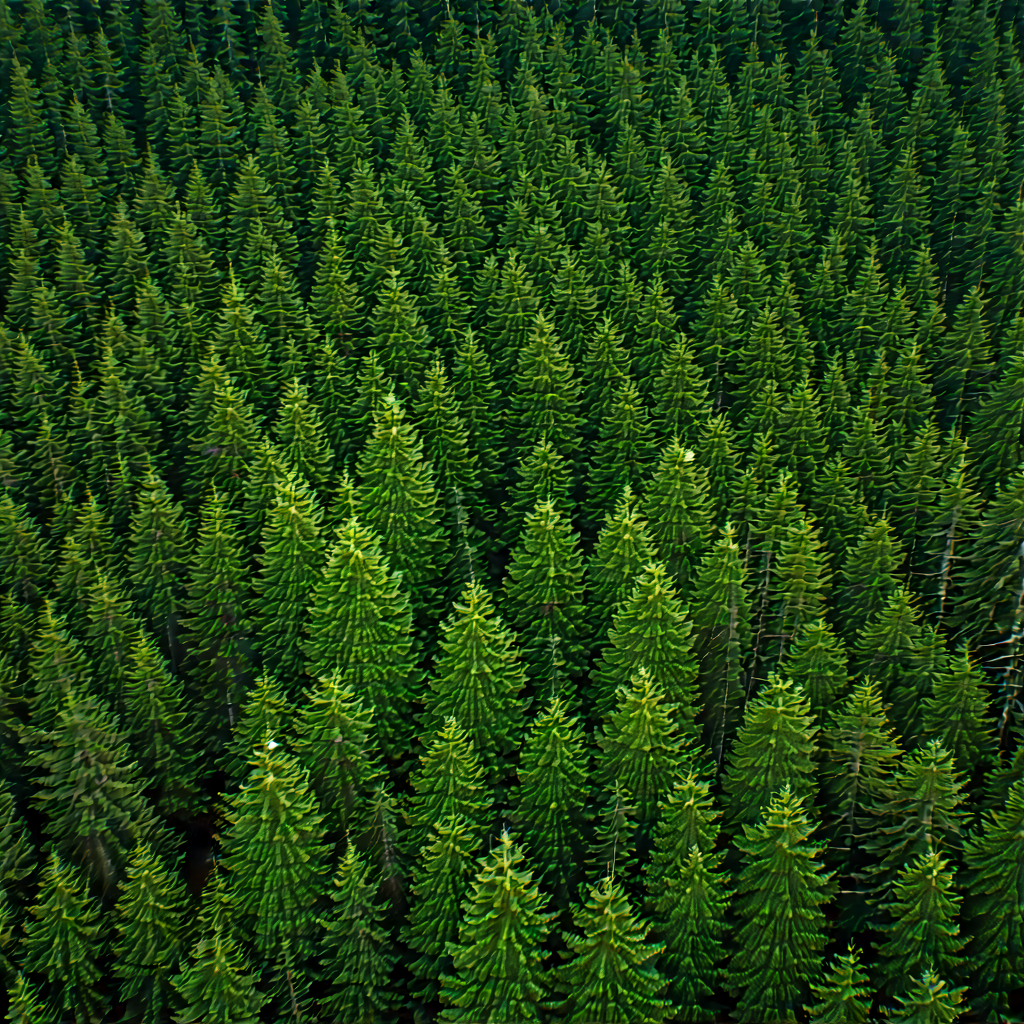 Nature Minimalist Design: Aerial view of forest canopy