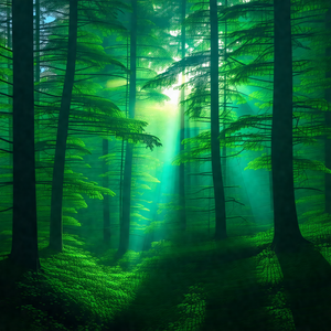Lush green forest filled with trees and sunlight