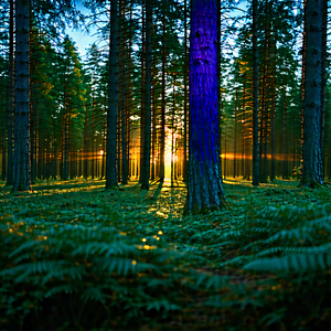 Nature Drone Photography: Forest Scene During Blue Hour With Forest Large