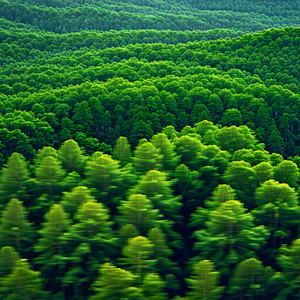 Nature Blueprint Style: Aerial view of forest canopy