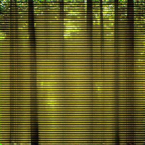 Nature Tilt-Shift Photography: Aerial view of (forest:1.18) canopy