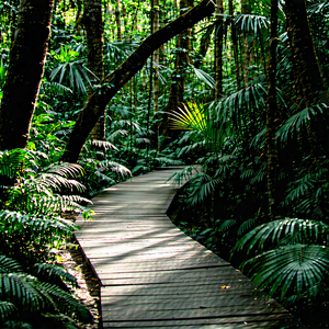 Nature Commercial Photography: Path Through Tropical Jungle With Wooden Pathway