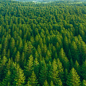 Nature Aerial Photography: (forest:1.3) scene during midday