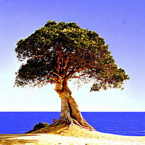 Nature Product Photography: (ancient:1.24) Tree In Coastal Environment With Large Tree