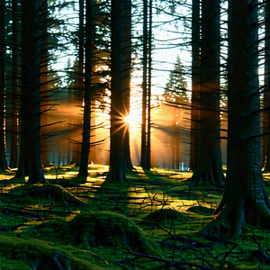 Nature Stock Photography: Forest Scene During Sunset With Serene Forest