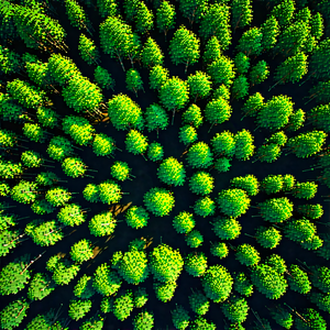 Nature Voxel Art: Aerial view of forest canopy