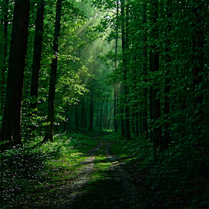Nature Graphic Design: Path Through Dense Forest With Image, There