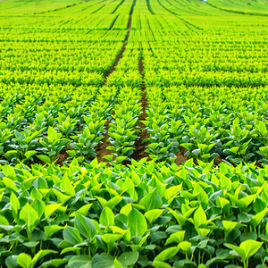 Tech Product Photography: Agricultural Technology In Field Deployment With Large, Lush