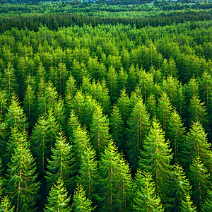 Nature Aerial Photography: Aerial view of forest canopy